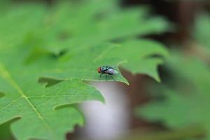 close-up of a fly perched on a papaya tree leaf. photo