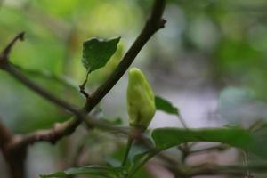 a close up of chillies still on the tree photo