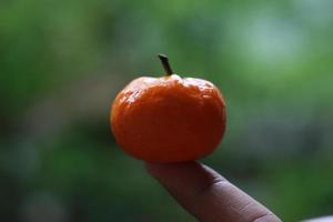 a close up of mini citrus fruits placed on fingertips with trees in the background. fruit photo concept.