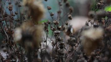 a close up of a dead plant photo