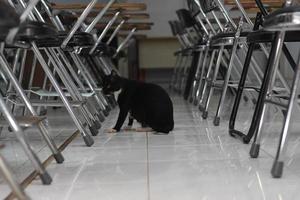 photo of a black cat expression with a bit of white on some parts of its body.