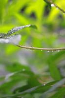 a close up of water droplets on cassava leaves after being exposed to rain. natural photo concept.