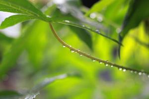a close up of water droplets on cassava leaves after being exposed to rain. natural photo concept.