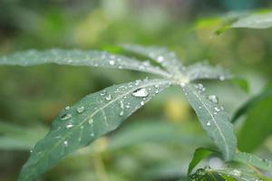 a close up of water droplets on cassava leaves after being exposed to rain. natural photo concept.