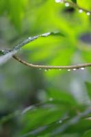 a close up of water droplets on cassava leaves after being exposed to rain. natural photo concept.