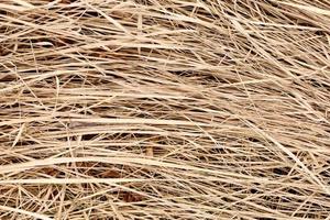Full frame texture of dry grass. Dry sedge after winter on the banks of the swamp. Brown, beige, cream, light yellow colors nature background with place for text. Horizontal lines image. photo