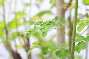 a close up of the Moringa tree plant photo