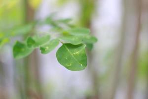 un cerca arriba de el moringa árbol planta foto