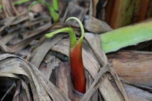 close up detail of banana tree buds photo