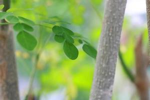 a close up of the Moringa tree plant photo