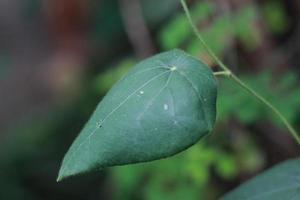 a close up of the green grass jelly plant photo