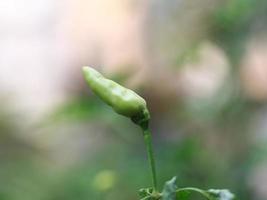 a close up of chillies still on the tree photo