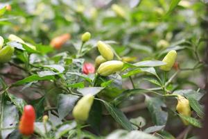 a close up of chillies still on the tree photo