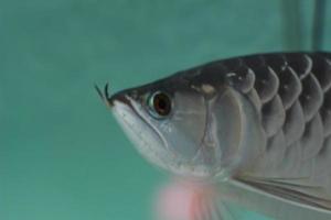 a close up of silver arowana fish in a large aquarium. Concept photo of aquatic animals.