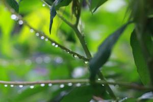 a close up of water droplets on cassava leaves after being exposed to rain. natural photo concept.