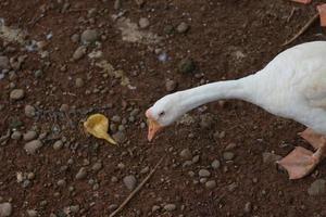 Photo of a white goose in a cage. animal photo concept.