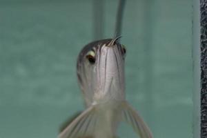 a close up of silver arowana fish in a large aquarium. Concept photo of aquatic animals.