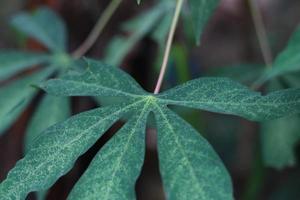 a close up of cassava leaves photo