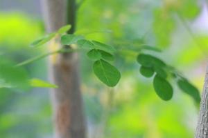 a close up of the Moringa tree plant photo