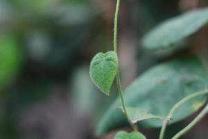 a close up of the green grass jelly plant photo