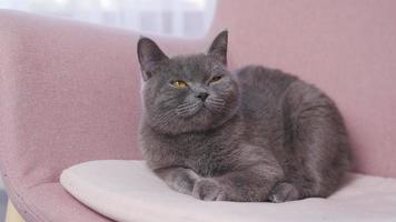 bellissimo Britannico gatto con grigio lanugine è seduta su un' divano e analizzare, cercare, guardare. grigio gatto con colorato occhi seduta su divano a casa e guardare intorno a. video