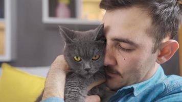 The cat looks around in the owner's lap. The man is holding a gray cat in his arms and the colored-eyed cat looks around. video