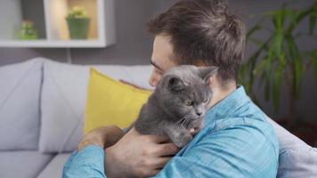 The man is holding a gray cat in his arms. Big Eyed British Cat on man's lap looking around. video