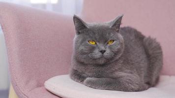 A gray cat sitting on the sofa. Gray cat with amber eyes. Gray cat with colored eyes sitting on sofa at home and looking around. video
