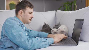 Man and his spoiled scottish fold kittens. The man is trying to cope with the kittens. video