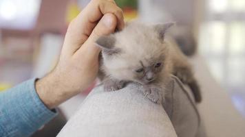 süß unschuldig Kätzchen. schottisch falten Katze. ein Kätzchen und ein des Mannes Hand Das liebt Es. video