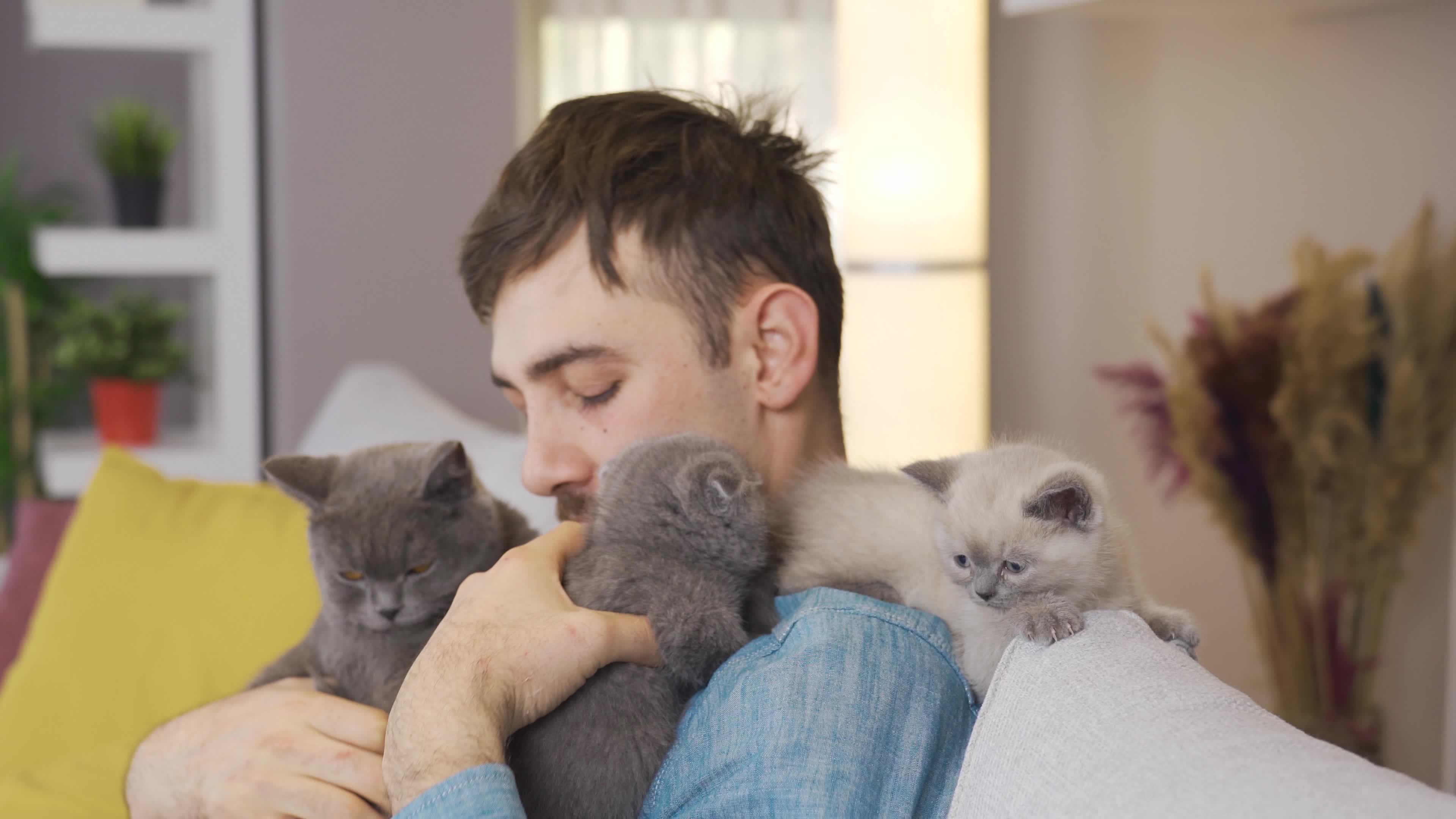Gray Cat and kittens. The animal lover man loves and owns kittens