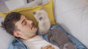 homem dormindo com fofa escocês dobra gatinhos é feliz. a homem dorme com dele gatos. video