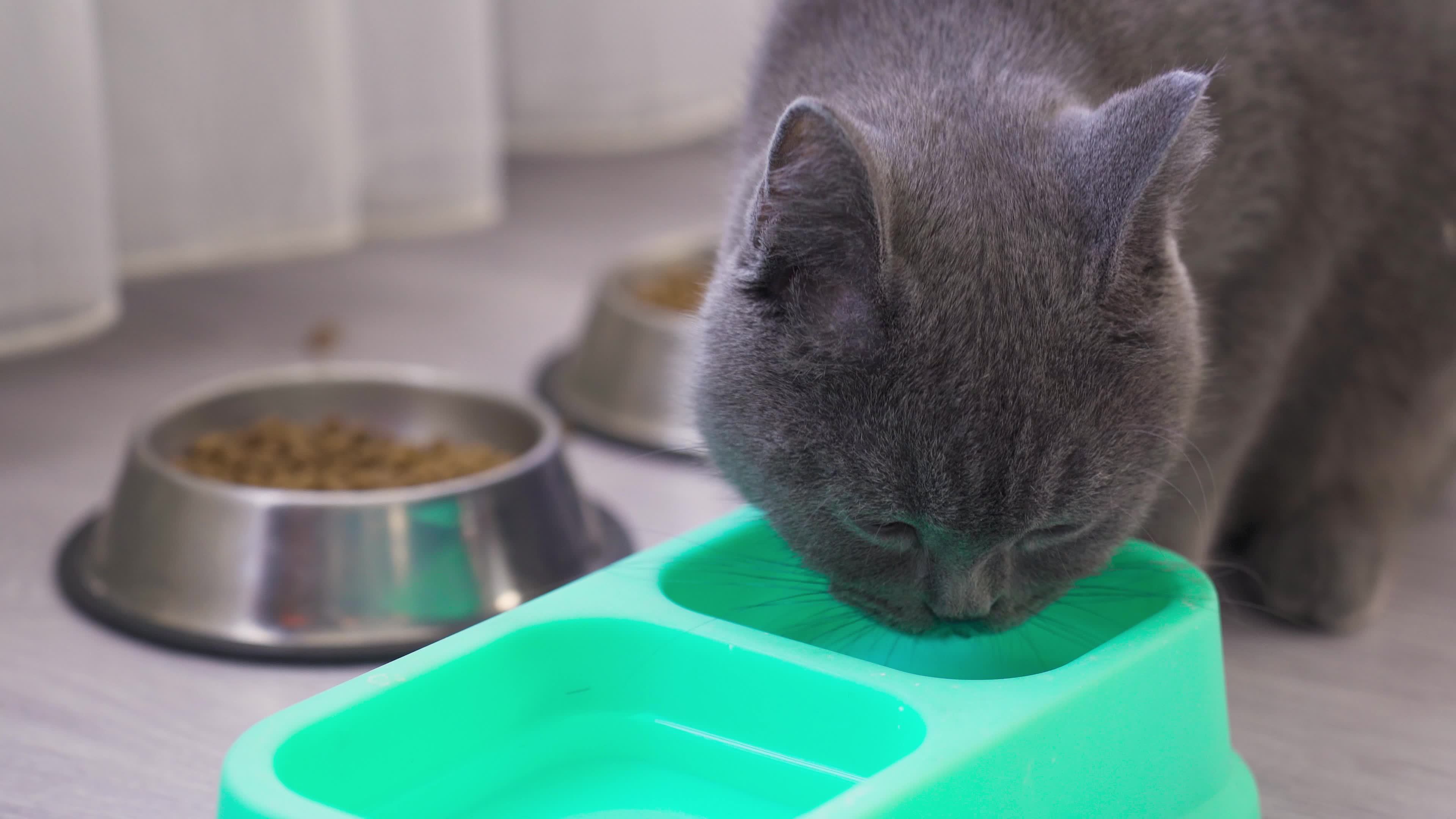 The cat is drinking water. Cat drinking water from water bowl at home