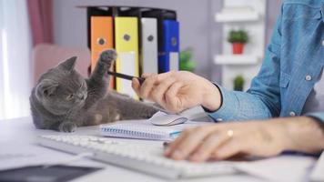 homme travail dans Accueil Bureau est en jouant avec le sien chat et fonctionnement entreprise. homme d'affaire travail dans le sien Accueil Bureau est en jouant avec le sien chat. video