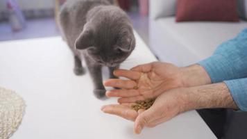 de grå katt äter katt mat från de ägarens hand. katt äter mat från mannens hand. video