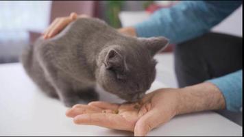 grijs kat eet kat voedsel. de grijs kat aan het eten kat voedsel van de eigenaren hand. video