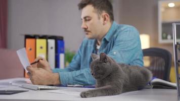 hombre trabajando en hogar oficina y su gris gato. el hombre trabajos remotamente y ama su gato acostado en su escritorio. video