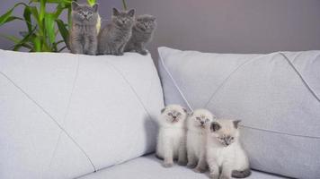 grappig kittens zijn dansen Bij huis. drie wit en drie grijs kittens zijn beven hun hoofden en dansen. video