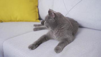 Cat sitting on sofa at home. Gray cat lying on the sofa at home. video