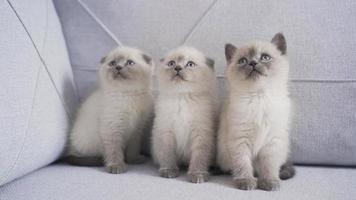 linda gatitos son mirando a un Moviente objeto. Tres gatitos sentado en el sofá a hogar Mira a el Moviente objeto.