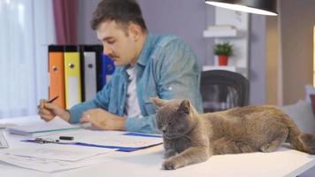el gato de el hombre quien trabajos remotamente a hogar es dormido siguiente a a él. gris gato dormido siguiente a hombre trabajando acerca de cosas a su escritorio. video