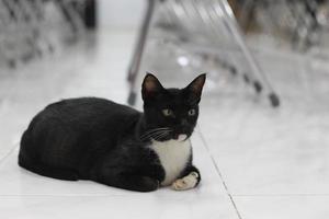 photo of a black cat expression with a bit of white on some parts of its body.