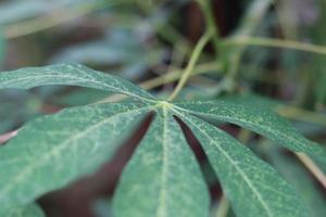 a close up of cassava leaves photo