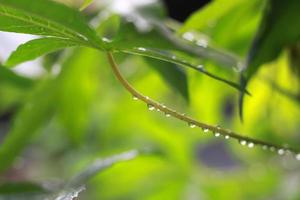 a close up of water droplets on cassava leaves after being exposed to rain. natural photo concept.