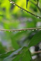 a close up of water droplets on cassava leaves after being exposed to rain. natural photo concept.