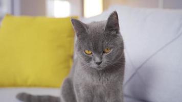 gris gato acostado en el sofá a hogar. linda británico gato es acostado en el sofá a hogar. video