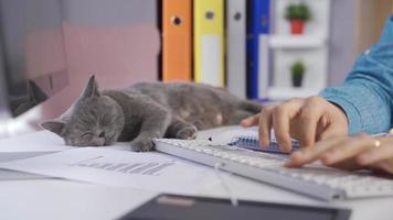 addormentato pigro gatto è addormentato a il suo proprietari scrivania. gatto caduta addormentato a proprietari scrivania Lavorando nel casa ufficio. video