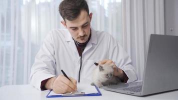 masculino veterinário examinando gatinho. a veterinario examinando a gatinho escocês dobra leva notas. video