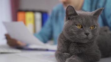 The gray british cat lying on the desk looks around with its copper eyes. Close-up gray british cat and businessman working from home in background. video