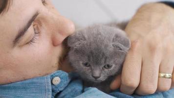 süß schottisch falten Kätzchen. das Mann und das Katze Liebe jeder andere und Schlaf zusammen. video